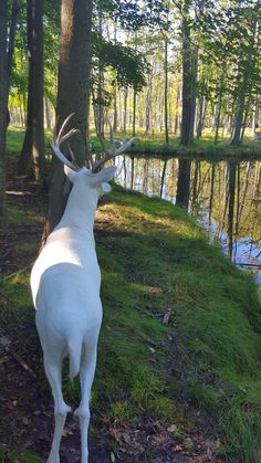 a white deer standing on top of a lush green field next to a forest filled with trees