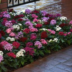 colorful flowers are in the middle of a flower bed