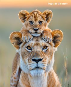 two young lion cubs are sitting on top of each other's head in the wild