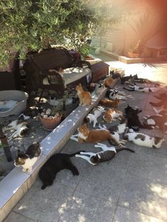 many cats are laying on the ground and one cat is walking up an elevated ramp