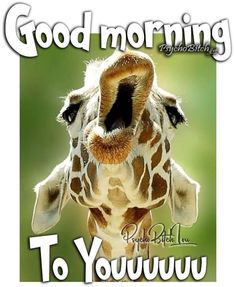 a giraffe with its mouth open and the words good morning to you written on it