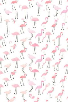 pink flamingos are all over the white background