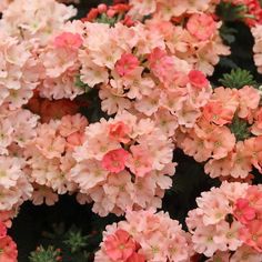 pink flowers are blooming in the garden