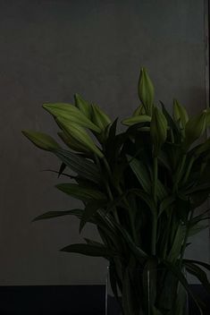 a plant in a glass vase on a table