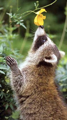 a raccoon looking up at a yellow flower