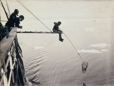 Shackleton Arctic Exploration, Sea Elephant, Polar Exploration, Brain Pickings, Oceanography, Foto Vintage