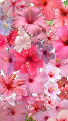 many pink and white flowers are in the air