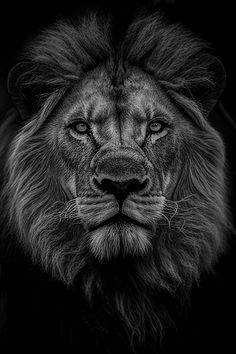 mono portrait of a male lion Lion In Black And White, Lion Pictures Black And White, Lion Profile Picture, Lion Photography Black And White, Lion Black And White Photography, Lion Face Photography, Fierce Lion Tattoo, King Mentality, Inspirational Quotes Strength