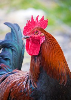 a close up of a rooster with a red comb