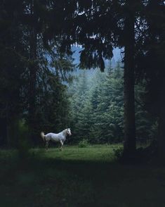 a white horse standing in the middle of a forest