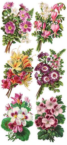 an assortment of flowers on a white background