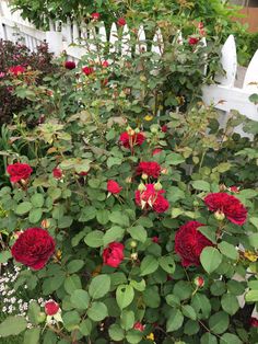 red roses are blooming in the garden next to a white picket fence and shrubbery