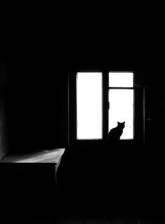 a black and white photo of a cat sitting in a dark room looking out the window