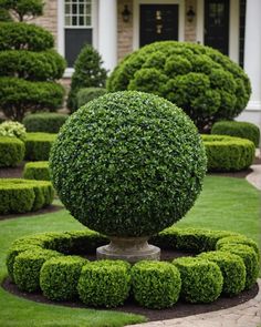 a large ball shaped bush in the middle of a lawn with bushes around it and a house in the background