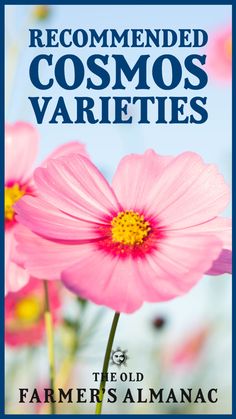a pink flower with the words recommended cosmos varieties