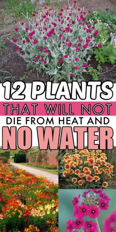 flowers and plants that will not die from heat and no water