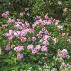 pink roses are blooming in the garden with white and pink flowers around them,