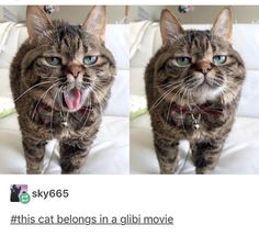 two pictures of a cat with its mouth open and tongue out, both showing different expressions