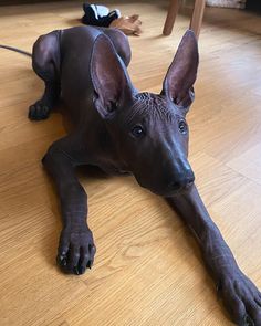 a hairless dog is laying on the floor