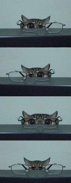 three shelves with glasses on each shelf and one has a cat's head in the middle