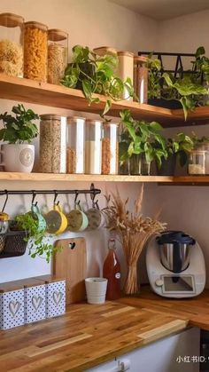 kitchen shelves with plants and spices on them