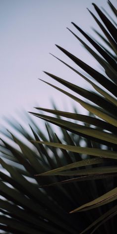 a bird is perched on top of a palm tree branch with the sky in the background