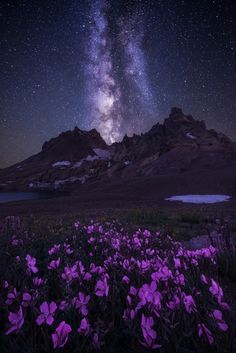 the night sky is filled with stars and purple flowers in front of a mountain range