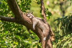 a raccoon is sleeping on a tree branch