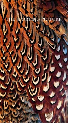 an image of the back side of a bird's feathers