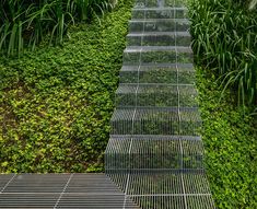 a metal staircase in the middle of some plants