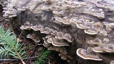 mushrooms growing on a tree trunk in the woods