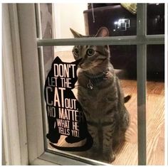 a cat sitting on the window sill looking out at it's surroundings and saying, don't let the cat out no matter what he tells you