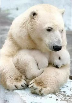 an adult polar bear and her cub cuddle together