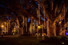 the trees are covered with lights and hanging from them at night in an outdoor setting