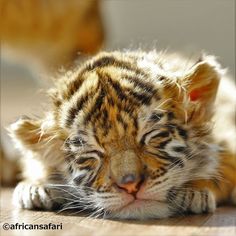 a small tiger cub is sleeping on the floor