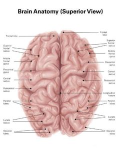 the human brain with labels on it