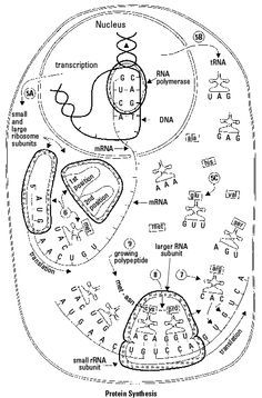 an image of a diagram of the inside of a cell phone, with its parts labeled