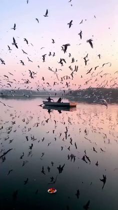 a flock of birds flying over a body of water with a boat in the distance