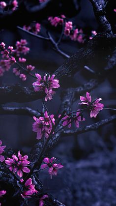 pink flowers blooming on the branches of a tree in front of a dark background