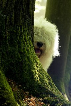 a small white dog peeking out from behind a mossy tree in the middle of a forest