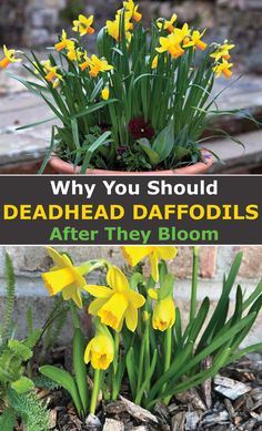 yellow daffodils are blooming in a flower pot with the words why you should deadhead daffodils after they bloom