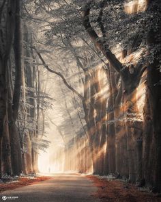 an empty road surrounded by trees in the fall with sunbeams shining down on them