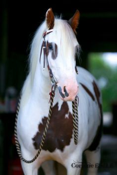 a white and brown horse standing next to a building