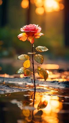 a single rose that is sitting in the rain with its reflection on the water surface