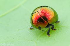 a colorful bug sitting on top of a green leaf