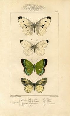 three butterflies with different colors and markings on their wings are shown in an old book