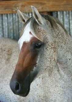 a brown and white horse standing in front of a wooden fence with it's head turned to the side