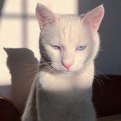 a white cat with blue eyes sitting on a table next to a wall and window