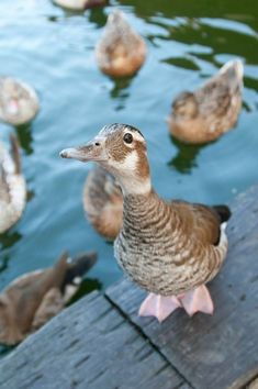 a group of ducks standing on top of a wooden dock