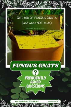 Dealing with pesky fungus gnats in your houseplants? Check out our frequently asked questions guide for everything you need to know about getting rid of gnats. From DIY gnat traps to knats killer DIY solutions, we've got you covered. We'll also provide tips and tricks for preventing future gnat infestations and keeping your plants healthy and thriving. Knats Killer Diy, Getting Rid Of Gnats, Diy Gnat Trap, 2 Ingredient Recipes